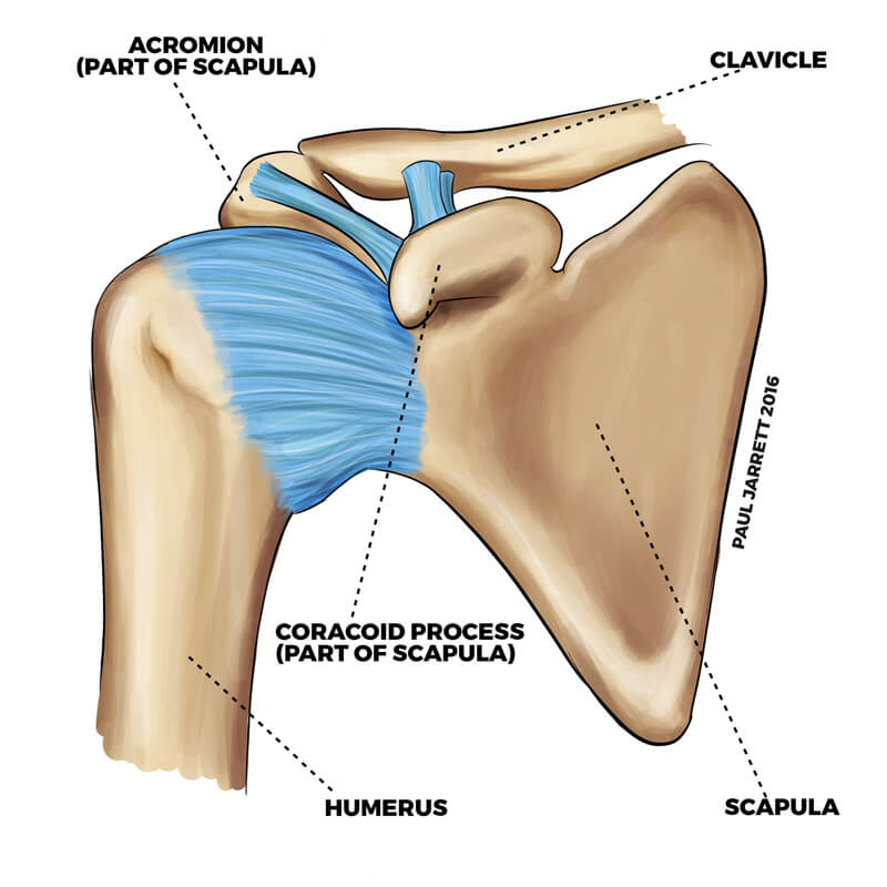 Diagram displaying shoulder bone anatomy