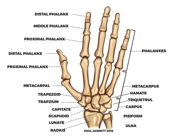 Hand Anatomy Diagram