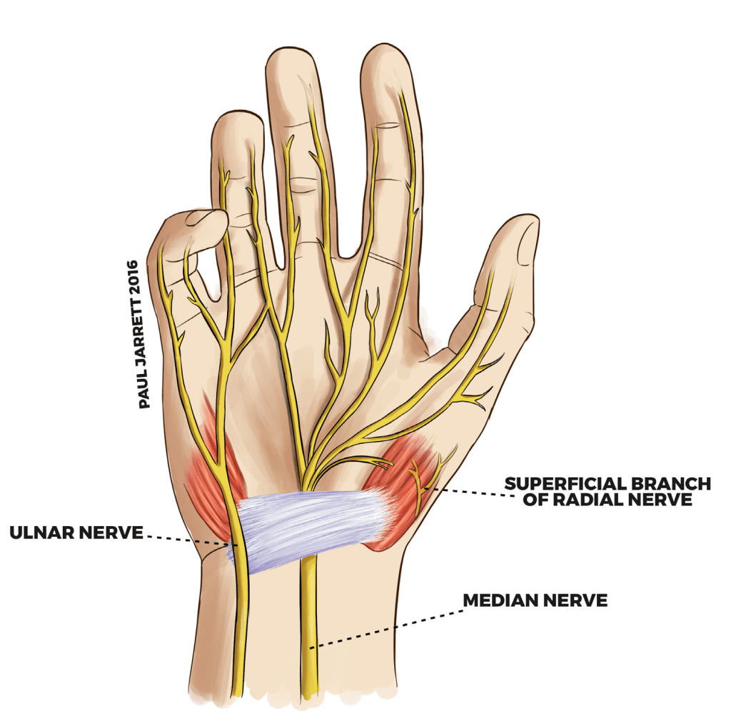 Diagram of the main nerves that are connected from the wrist to the hand