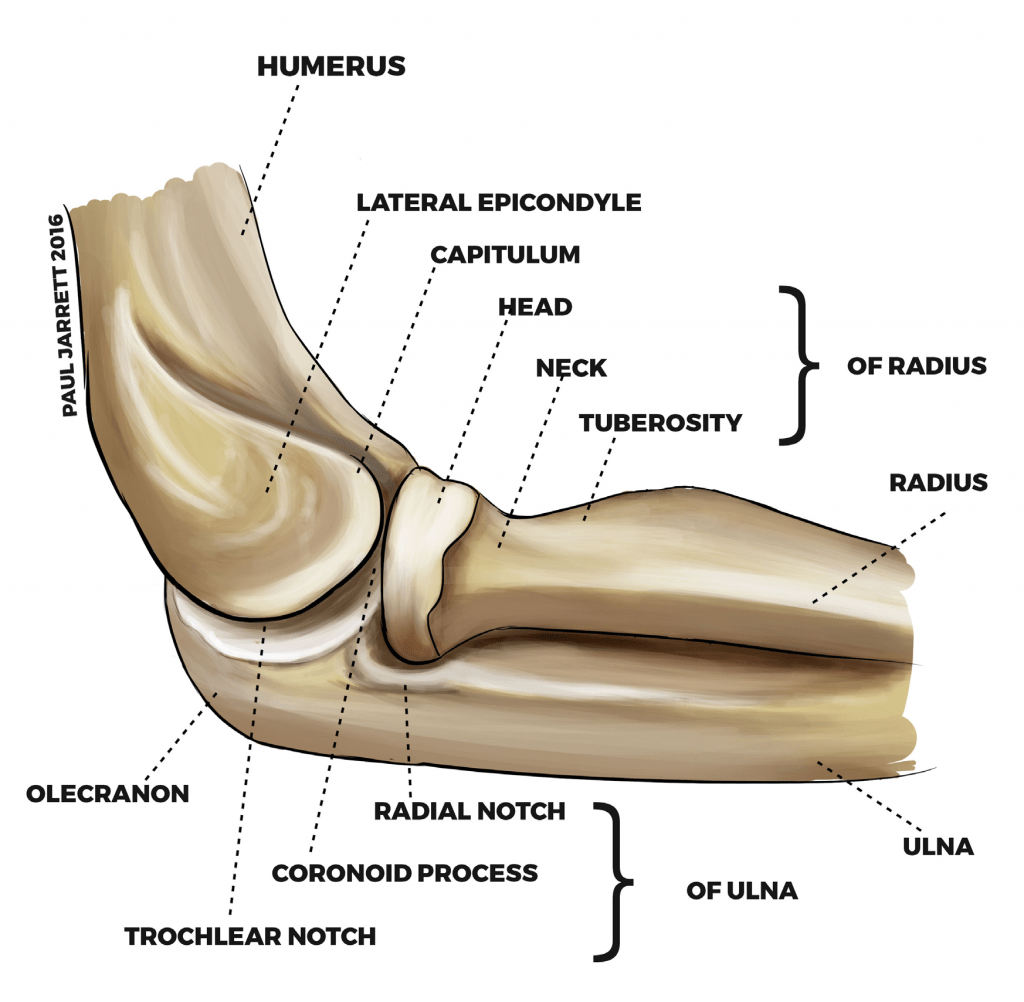 Elbow Joint Diagram